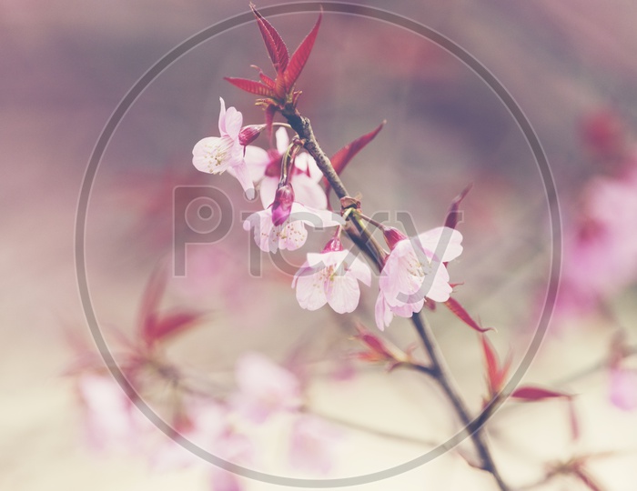 Cherry Blossom Flowers Closeup
