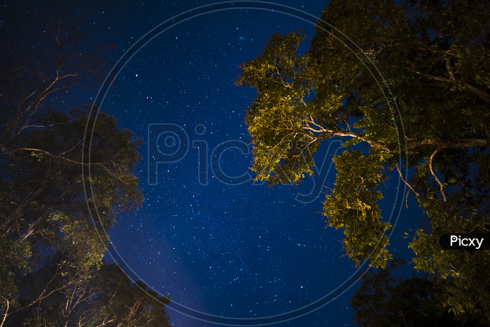 Milkyway Stars or Star Gazing With Tree Canopy