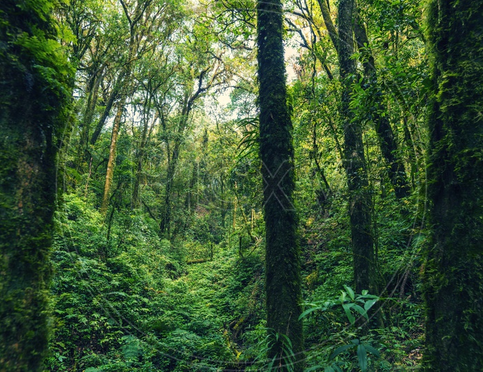 Trees Growing In Dense Tropical Forest
