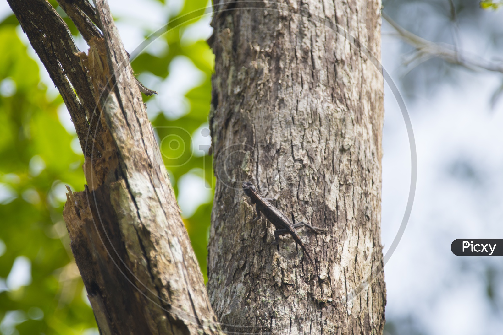 Orange-winged Flying Lizard on a tree trunk