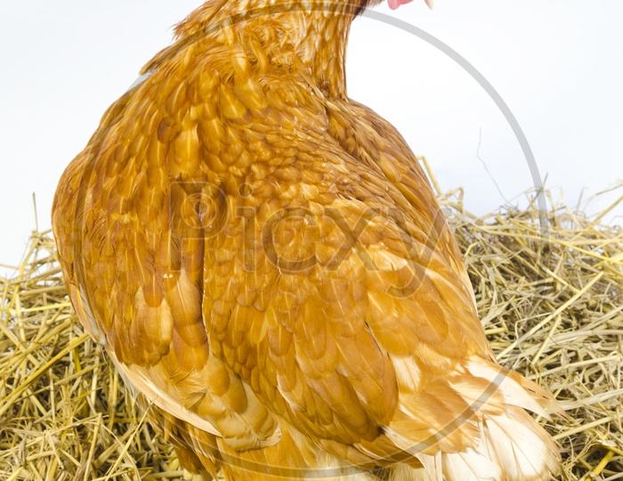Brown Rooster Or Hen Laid Eggs On Dried Straw Background