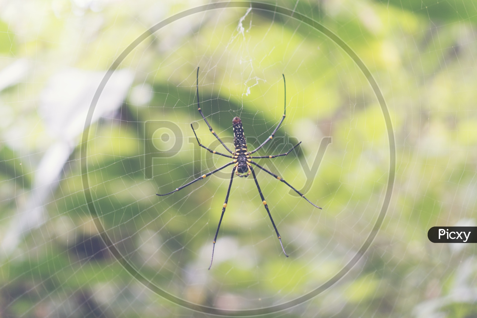 wild spider on the web in the forest