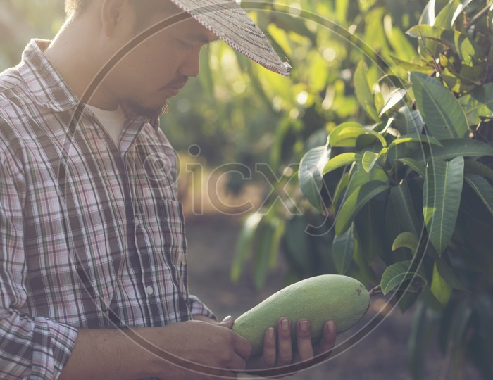 Asian Farmer checking the mango in the orchard