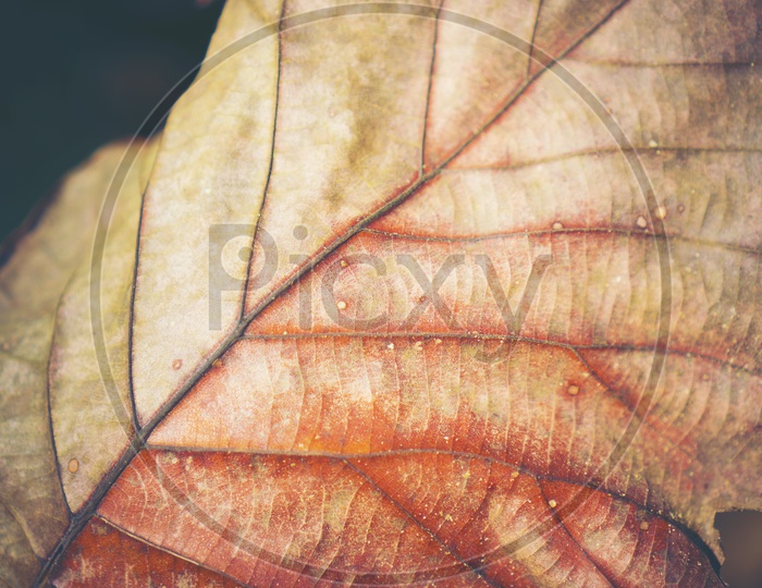 Close up of a orangish yellow leaf - abstract texture of leaf