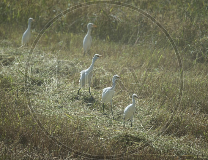 Cranes In a Tropical Forest Grass Fields