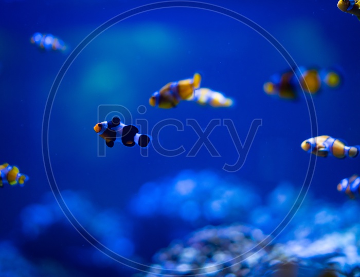 Close up of small fishes reef aquarium moment