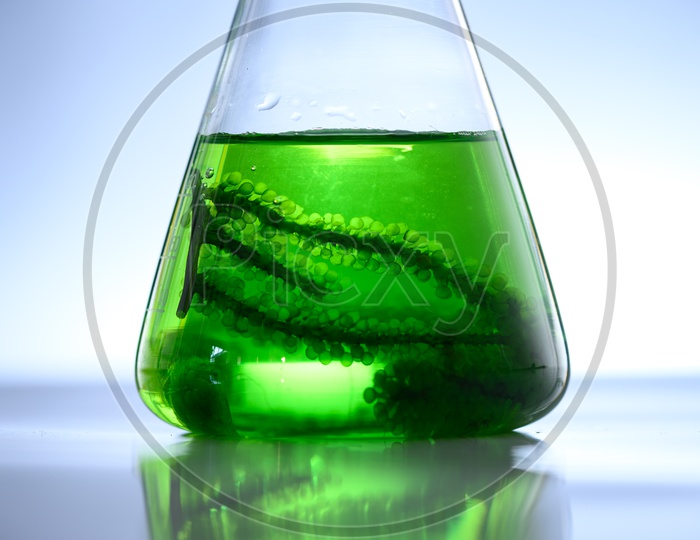 algae in funnel, research in laboratories, biotechnology science concept