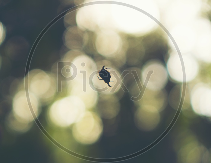 Silhouette of a wild spider in the forest