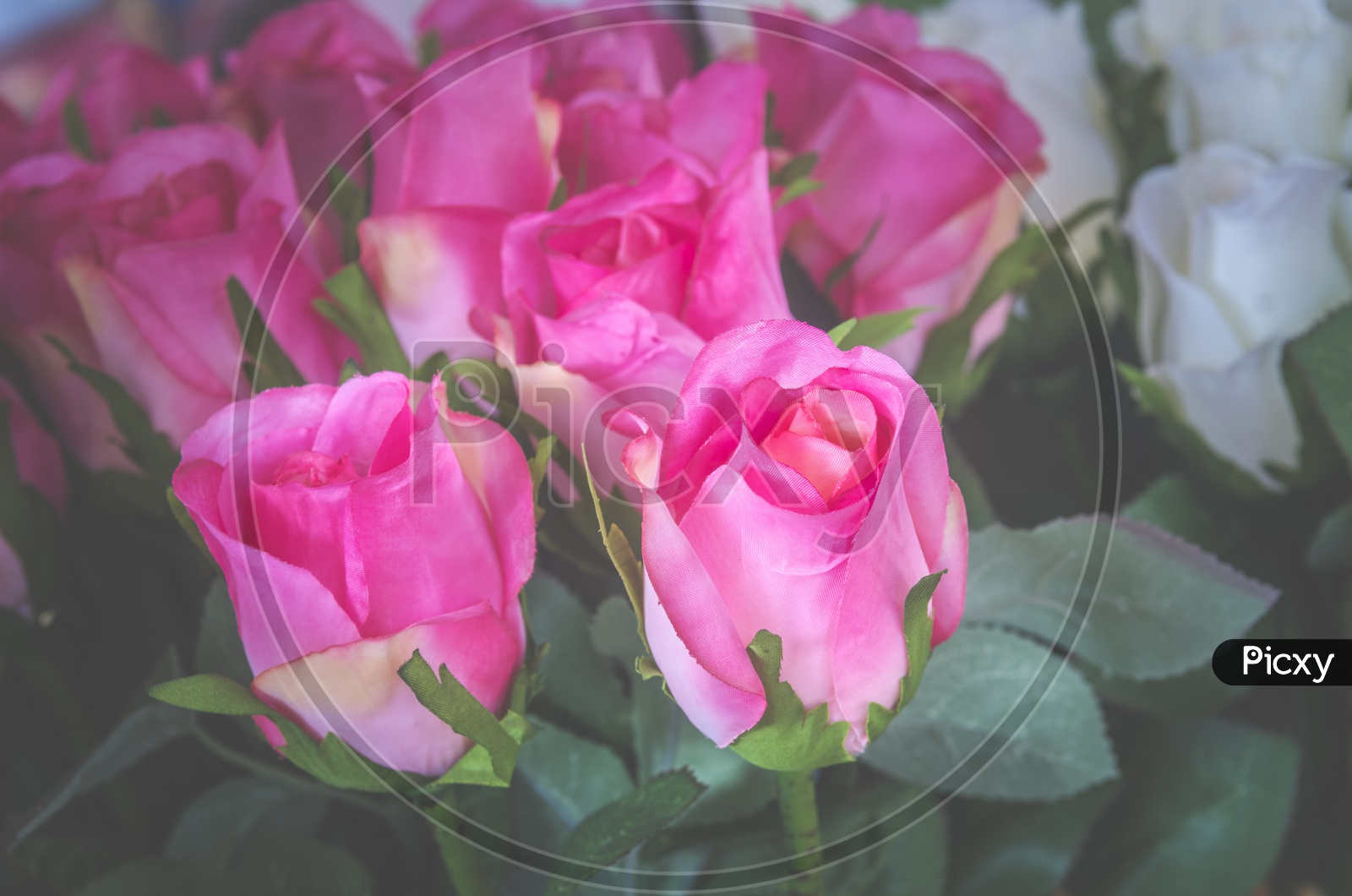 Beautiful Rose Flowers In  a Bouquet Closeup forming a Background