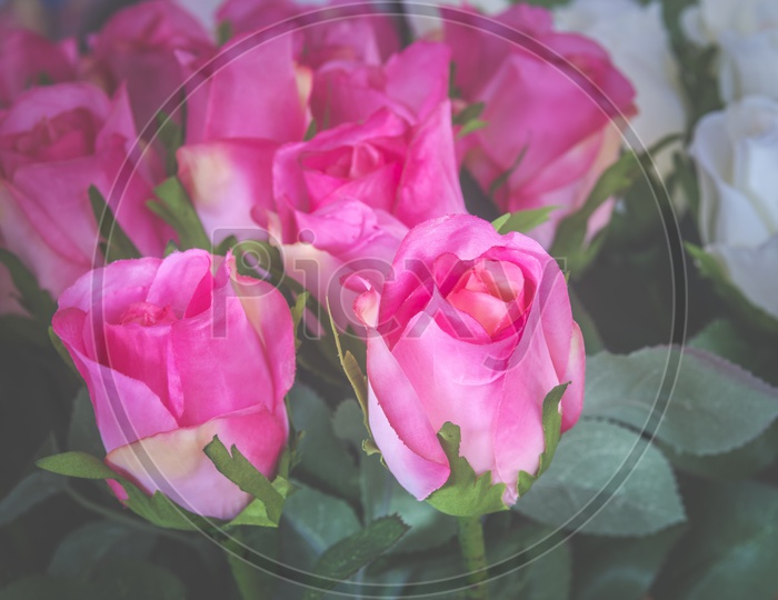 Beautiful Rose Flowers In  a Bouquet Closeup forming a Background