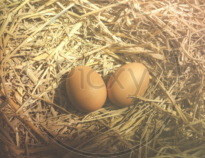chicken eggs in Dried Straw Background