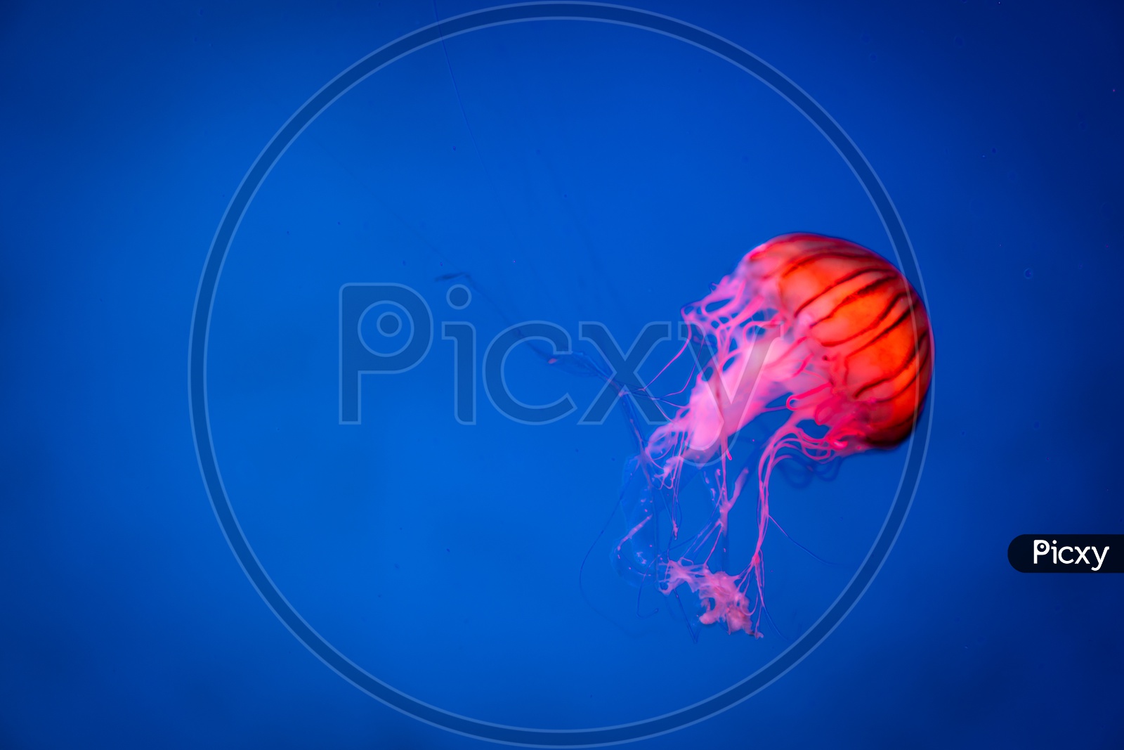Close up of Sea Moon jellyfish with blue light background