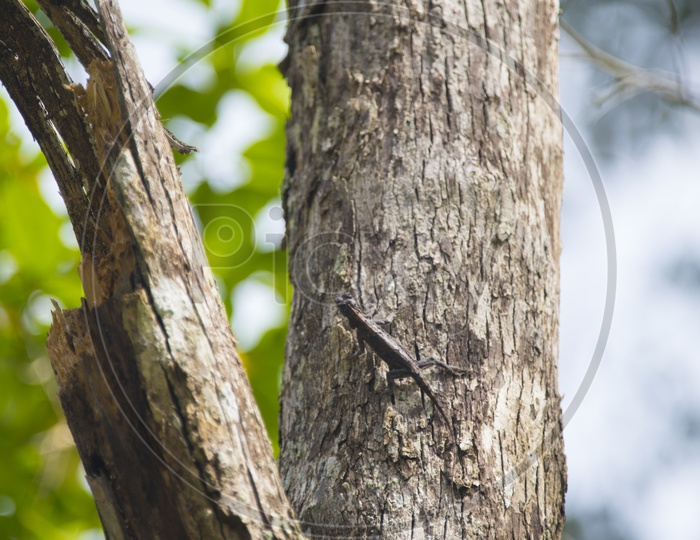 Orange-winged Flying Lizard on a tree trunk
