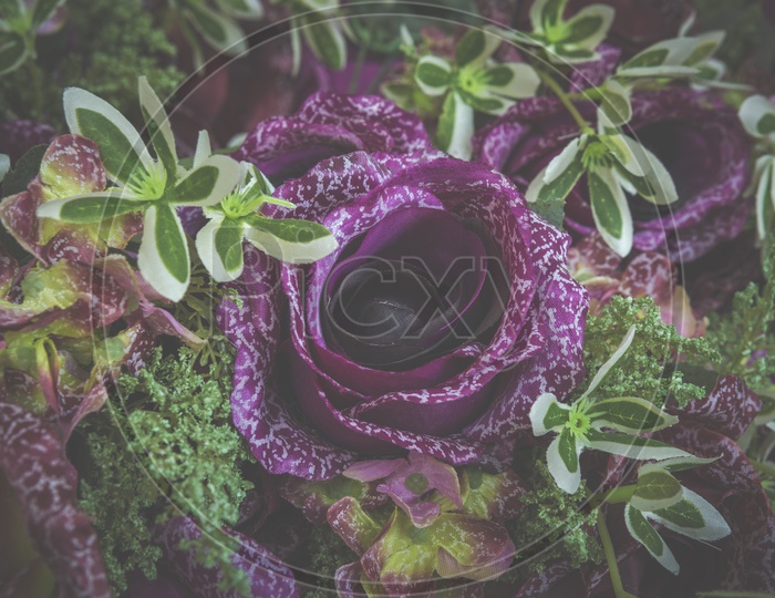 Violet Colour Flower Closeup