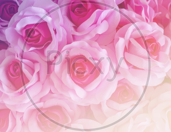 Close up of rose flowers, background for Valentine's Day
