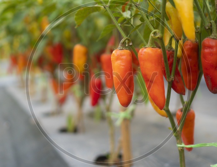 Red Bell pepper Or Chillies  Growing in a Green House