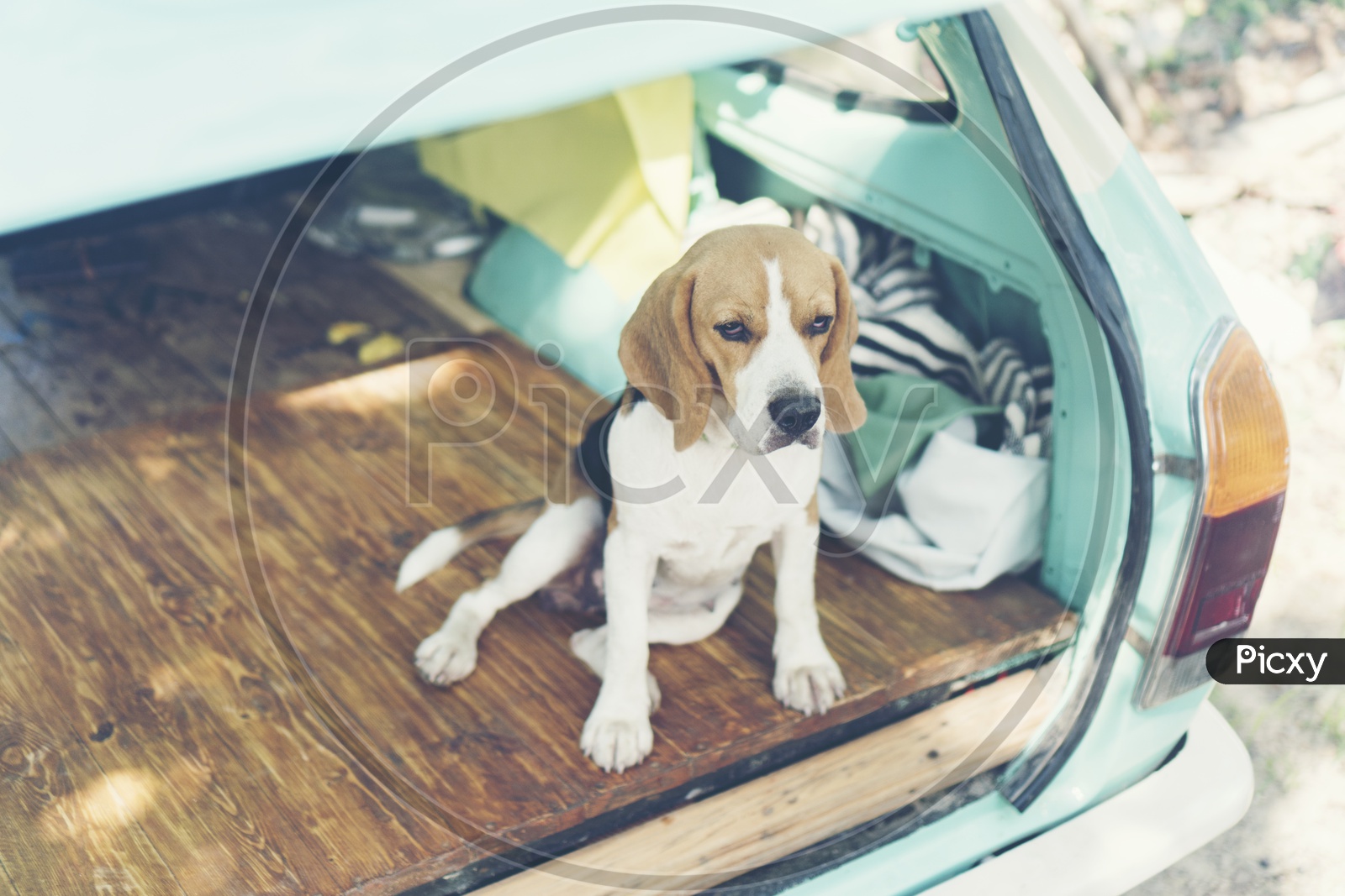 Beagle Puppy dog in car