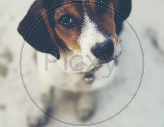 Close up of a 3 month pure breed beagle Puppy looking up