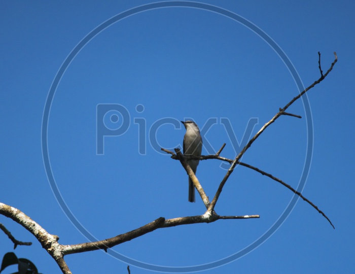 Ashy Drongo on a dry tree branch with blue sky as a background