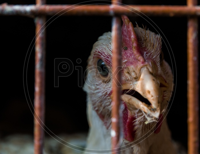 Close up of a hen face through the cage