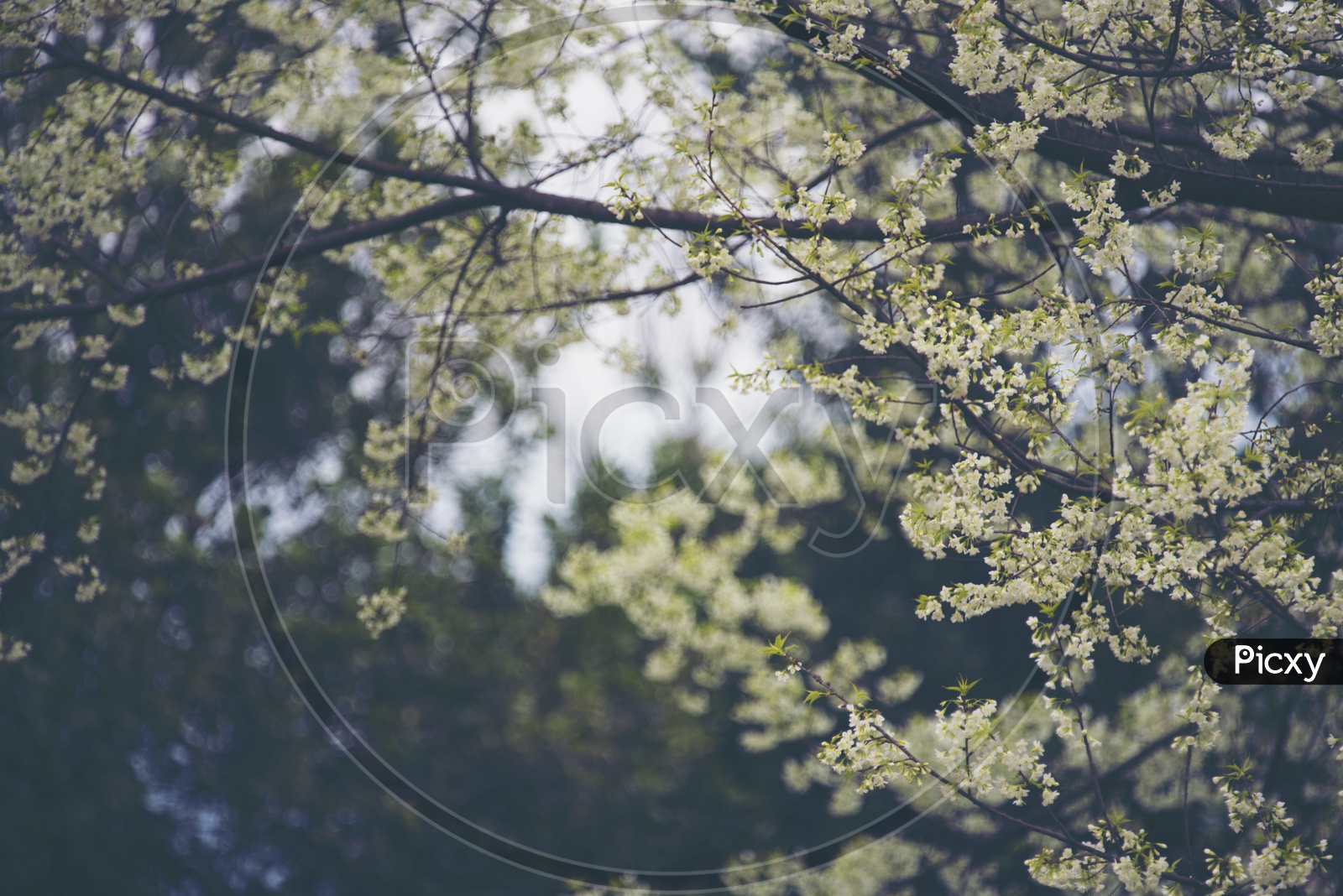 Blooming Flowers In Spring On trees