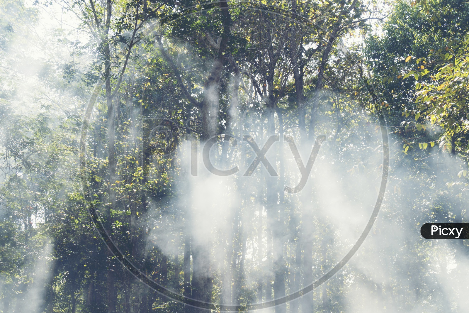 Lower view of trees during a foggy morning in the tropical forest