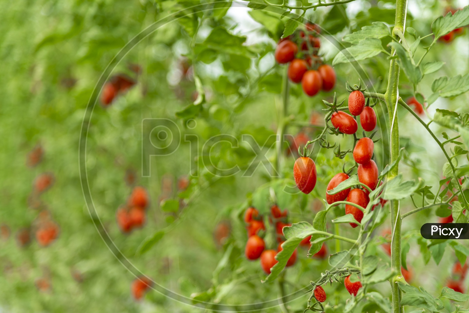 Tomato cultivation in greenhouses
