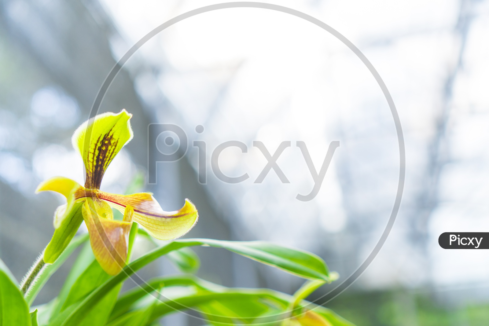 Paphiopedilum orchid flower or Lady's Slipper orchid in Conservation Center Paphiopedilum Doi Inthanon , Chiang Mai, Thailand.