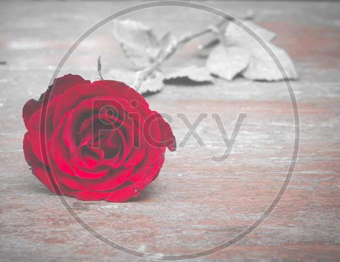 Valentine's Day Template Or  Background  With Red Rose And Gift Box