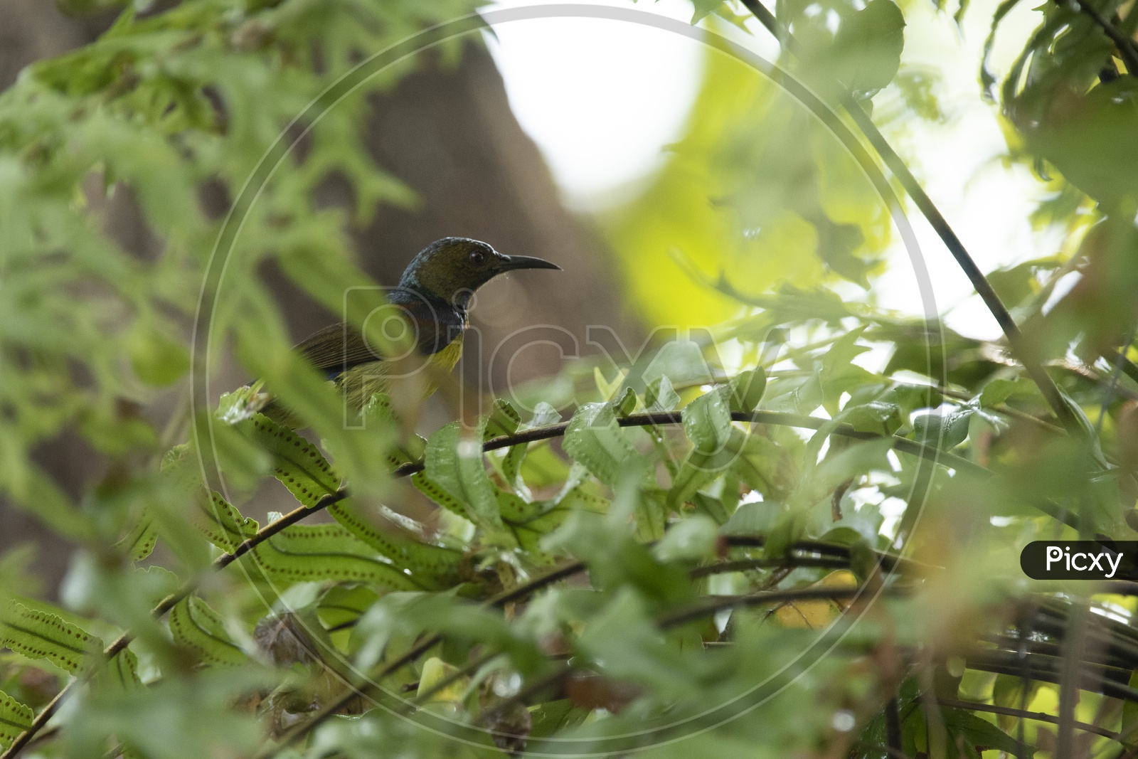 Brown-throated sunbird, Plain-throated sunbird on a Tree