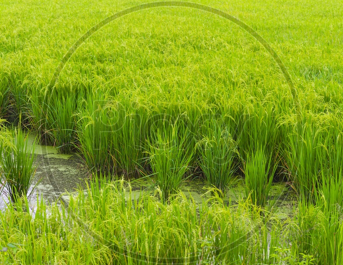 Water in Green paddy rice field, Thailand