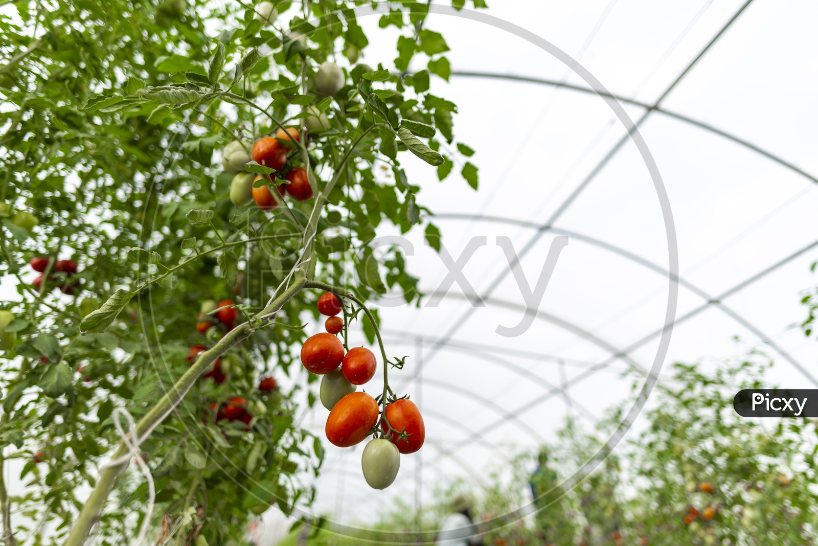 Cultivation Of Tomatoes in Greenhouses  Closeup