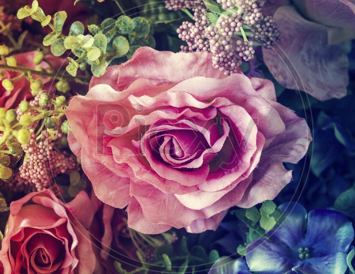 Close up of pink rose flower background for Valentine's Day