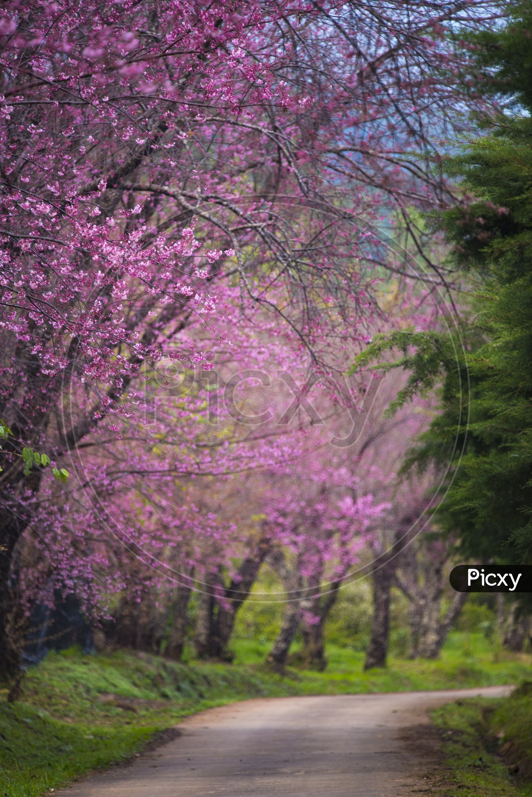 Spring Cherry blossoms, pink flowers on Trees With Nature Background