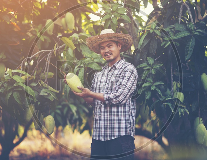 Young Asian farmer showing  mango fruit in organic farm
