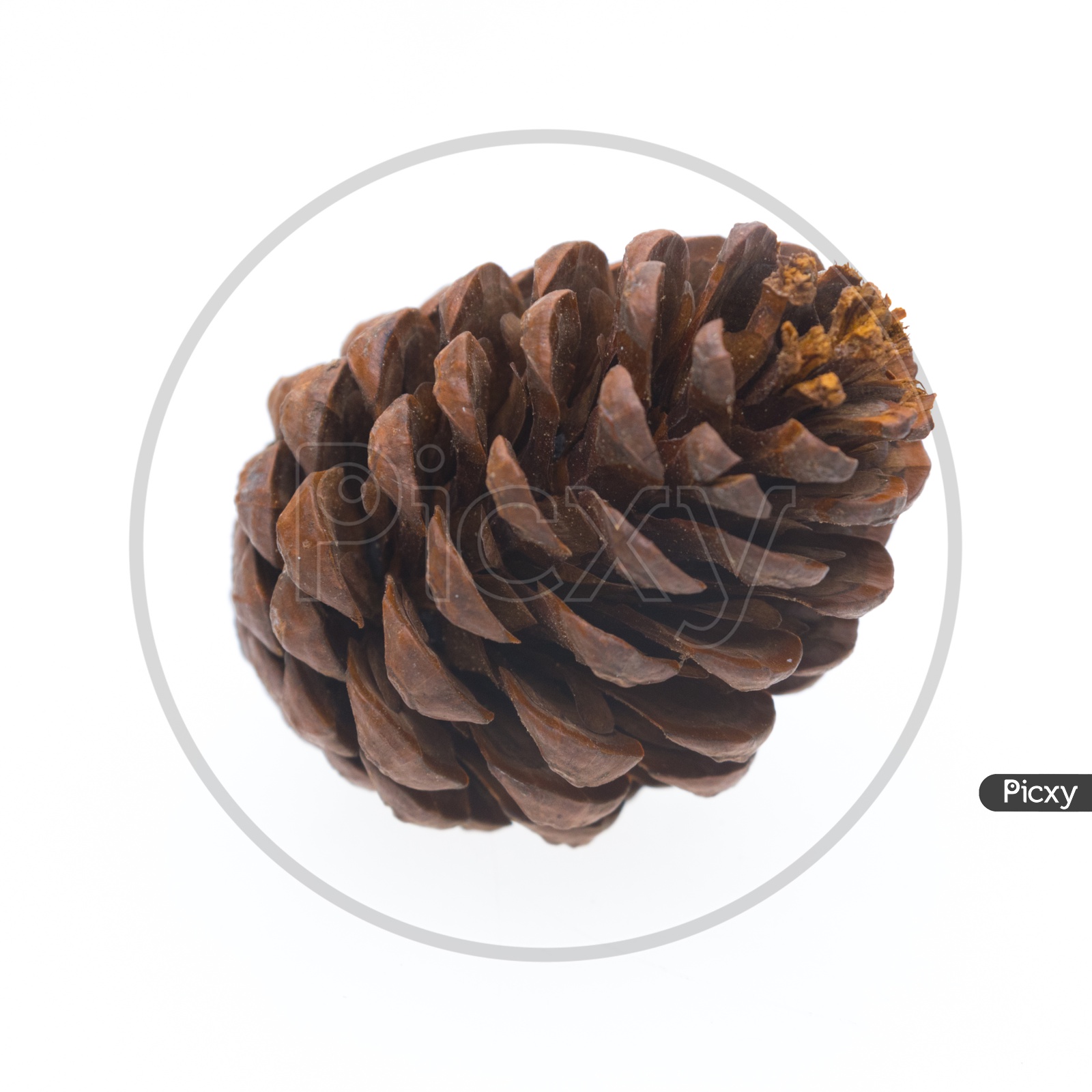 pine cone isolated on white Background