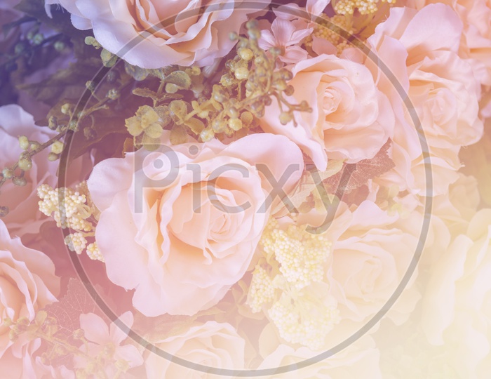 Pink rose flowers background for Valentine's Day
