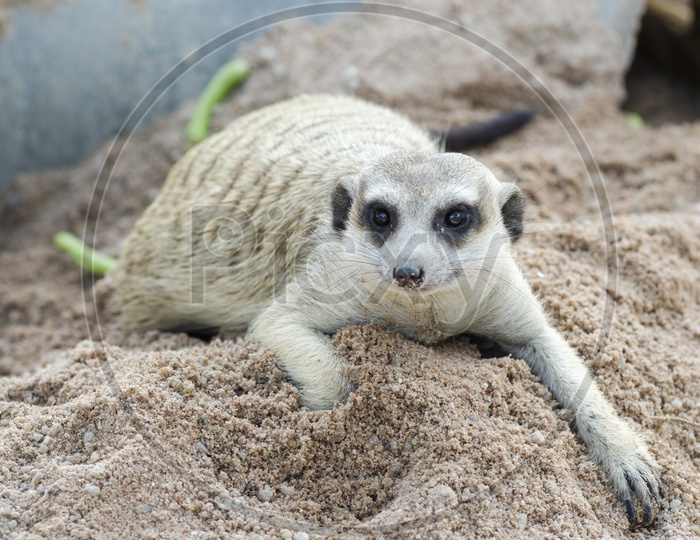 Suricata or suricatta or meerkat  Sitting In Sand