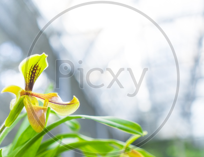 Paphiopedilum orchid flower or Lady's Slipper orchid in Conservation Center Paphiopedilum Doi Inthanon , Chiang Mai, Thailand.