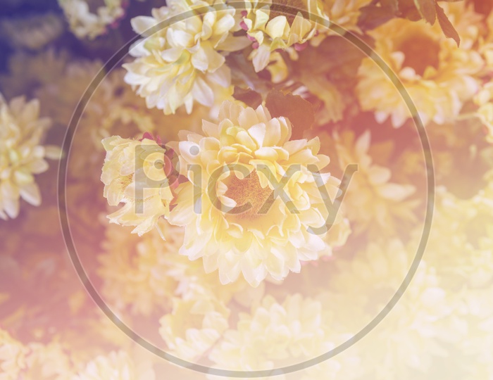 Yellow flowers background for Valentine's Day