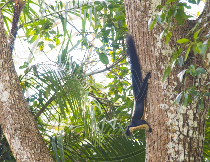 Black giant squirrel on the tree at National Park in Thailand