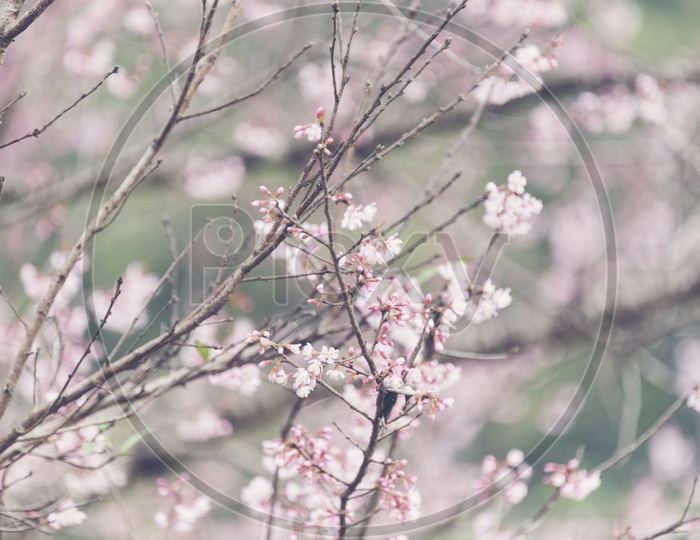 Closeup Of  Spring Cherry Blossom Flowers Blooming On trees in tropical Forests of Asia