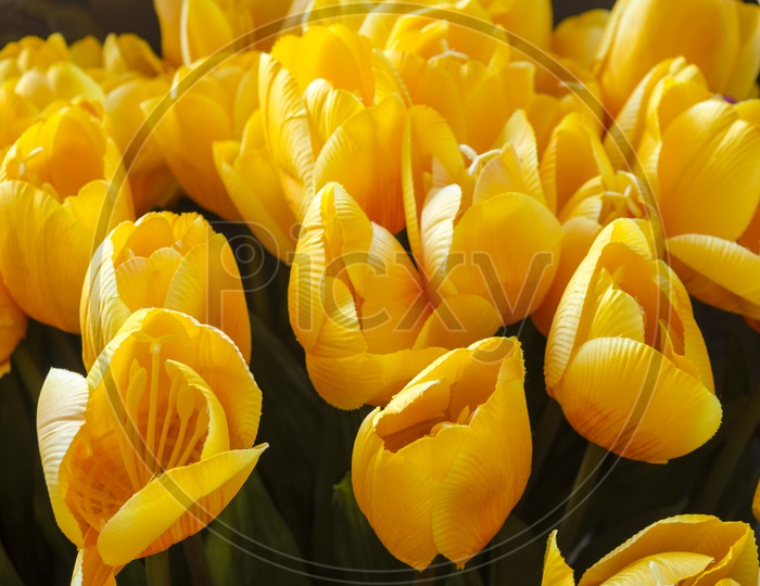 Yellow tulip abstract flower background