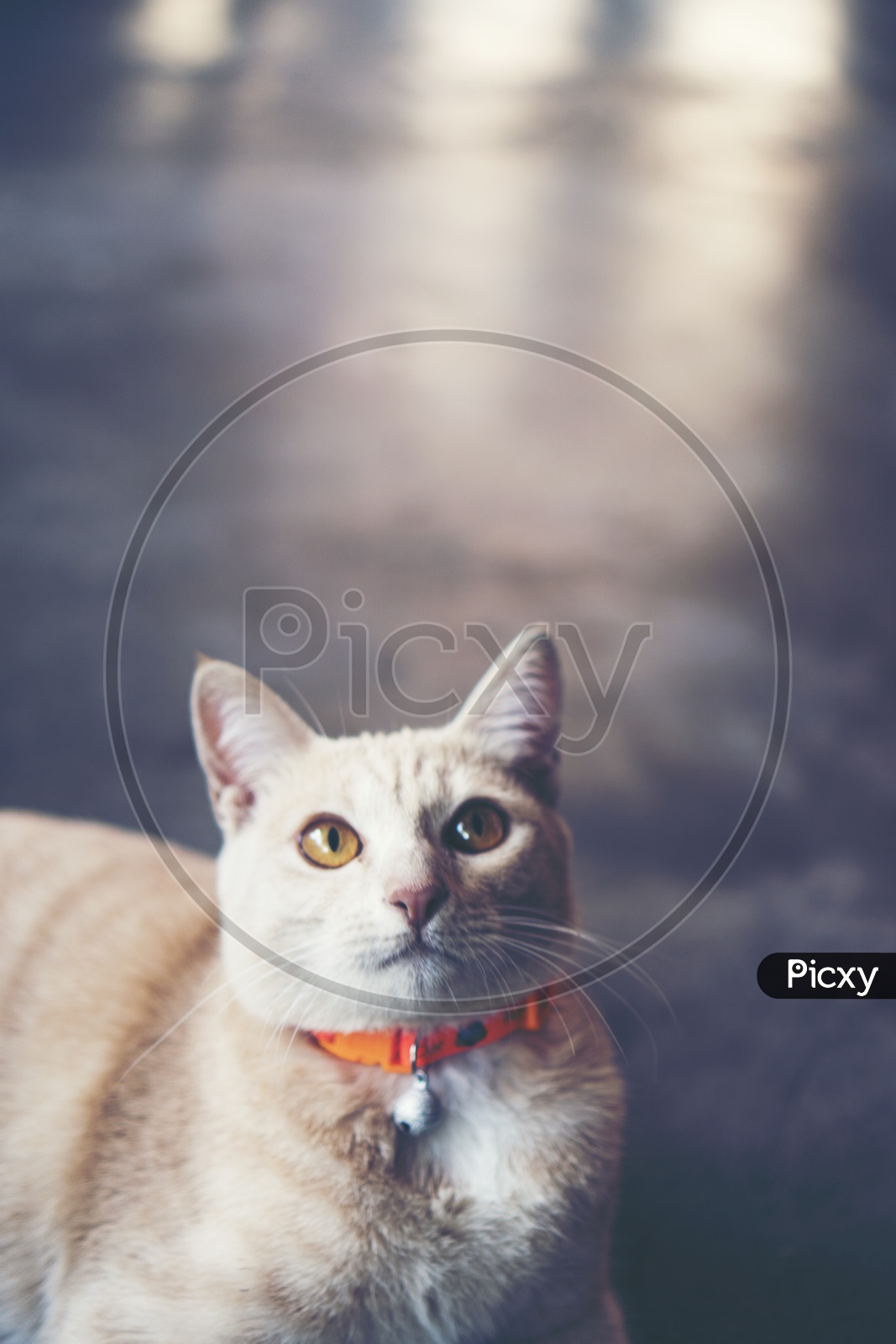 White grey cat in vintage filter image