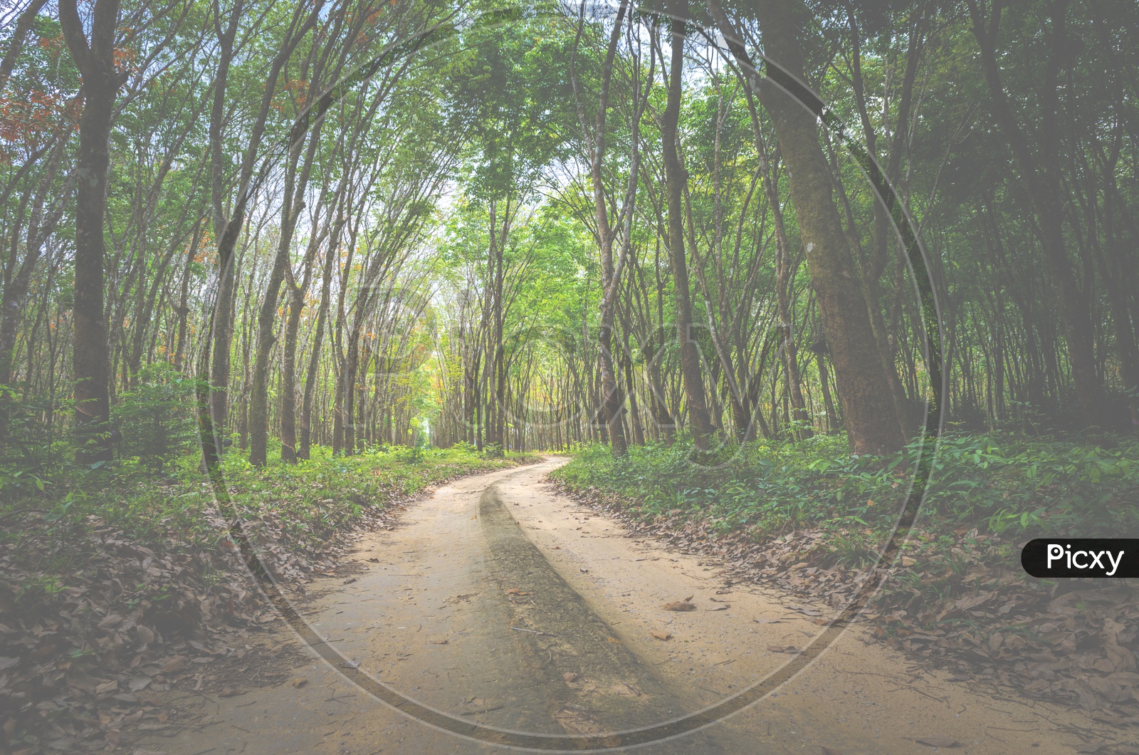 A View Of Pathways With Vehicle Tire Marks in Rubber Plantations With Rubber Trees On Both Sides With vintage Filter
