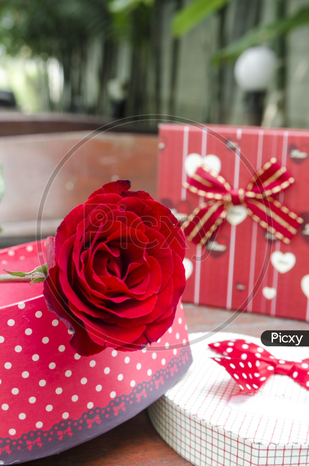 Valentine's Day Template Or  Background  With Red Rose And Gift Box