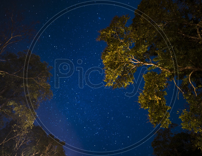 Milkyway Stars or Star Gazing With Tree Canopy