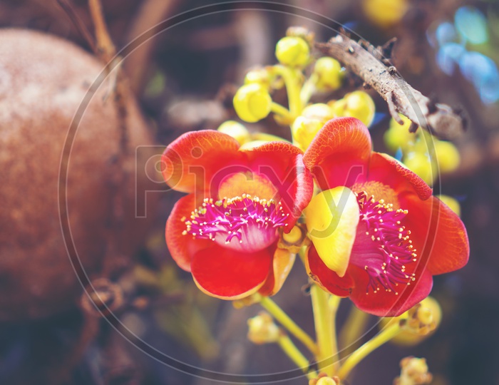 Close up of Shorea robusta flower or Sal tree flower on the tree with nature tree bokeh background