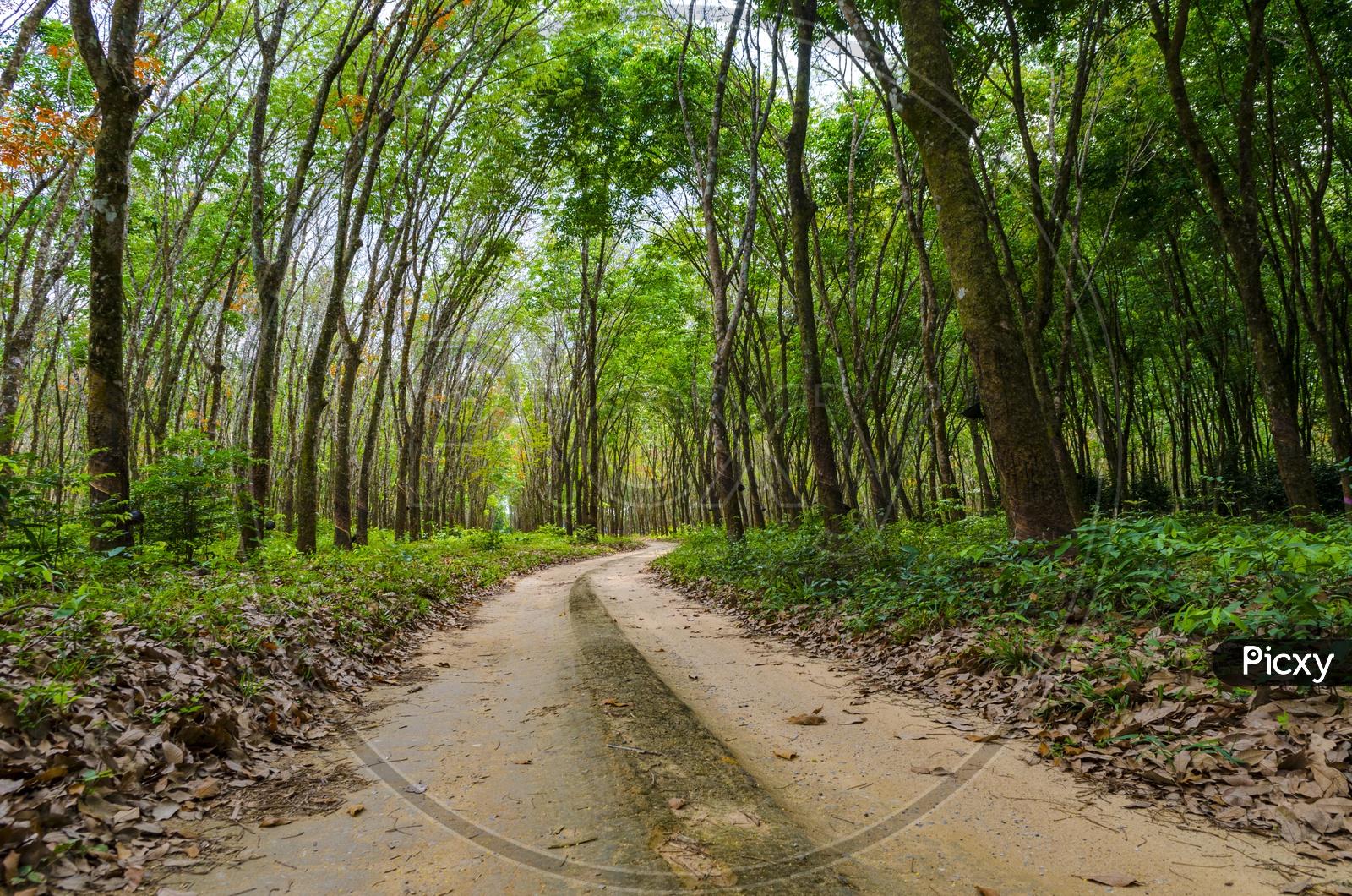 Closeup of  Pathways With Vehicle Tire Marks in Rubber Plantations With Rubber Trees On Both Sides
