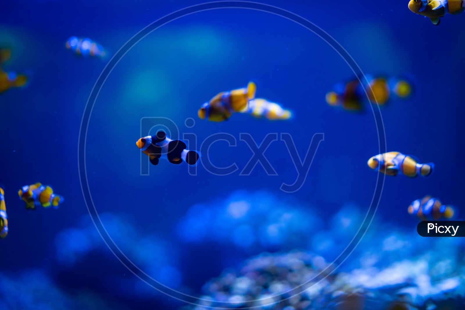 Close up of small fishes reef aquarium moment